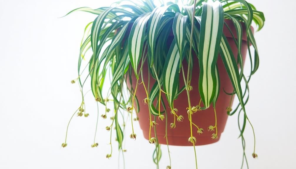 houseplant with air purifying qualities