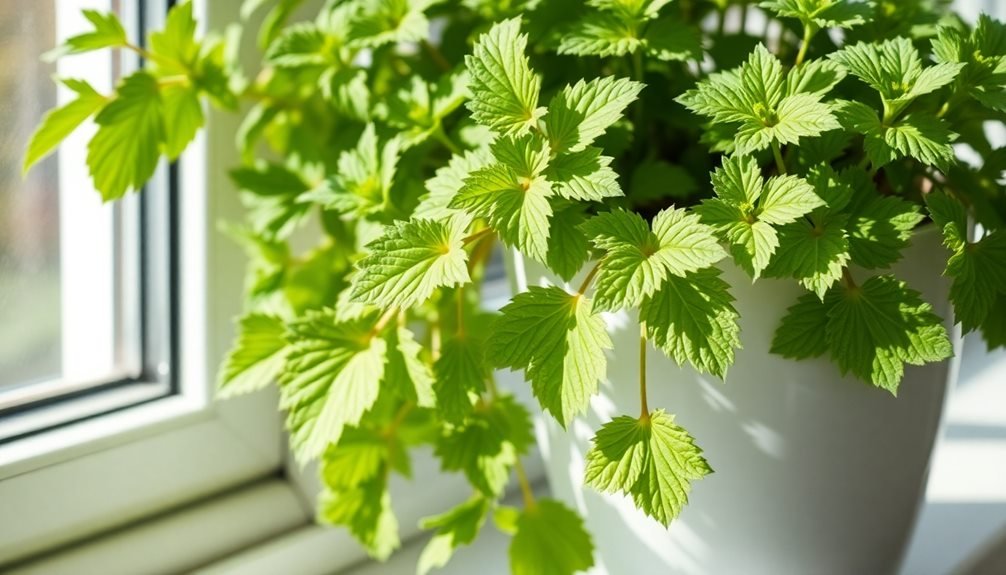 citrusy herb for wellness